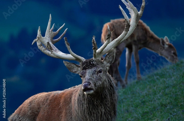 Obraz Starker Hirsch will kämpfen