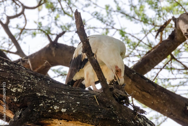 Fototapeta Eagle on the tree in Serengeti National Park, Tanzania, Africa