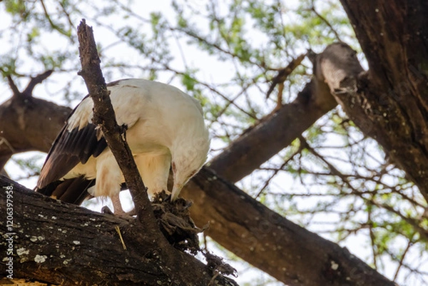 Fototapeta Eagle on the tree in Serengeti National Park, Tanzania, Africa
