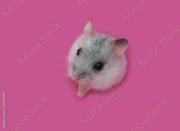 Obraz Hamster