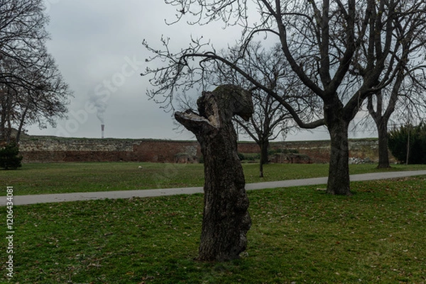 Obraz Unusual tree trunk that looks like a monster at the Kalemegdan park, Belgrade Fortress, Serbia, in winter