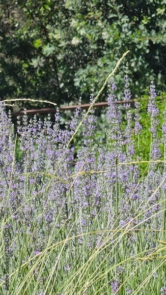 Obraz lavender in the garden