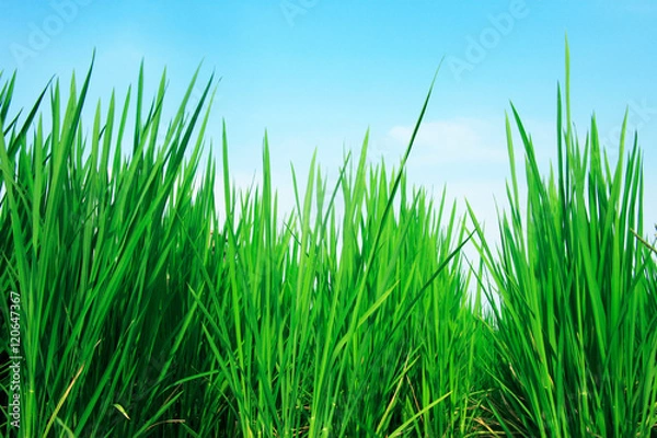 Fototapeta 夏の田んぼ