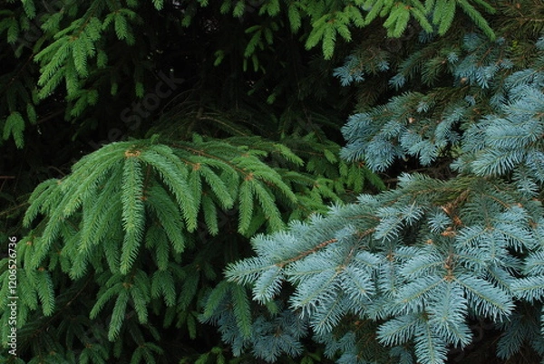Obraz The contrasting colors of two different evergreen trees.