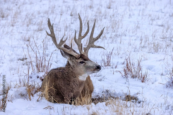 Fototapeta Deer resting in snow-covered field 