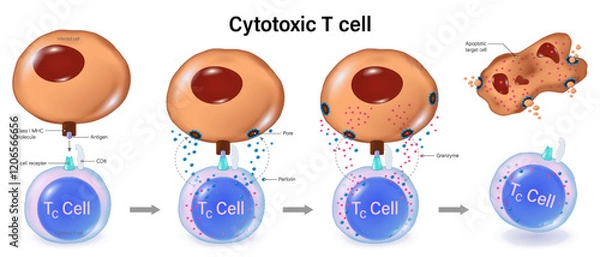 Fototapeta The killing action of cytotoxic T cells. T-Cell Activation. T-Lymphocytes. Human adaptive immune system. Specific immune response.