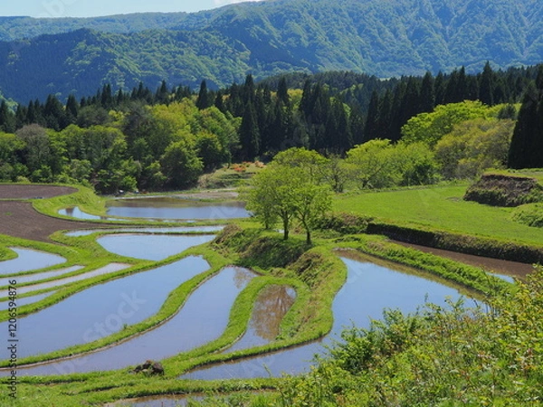 Fototapeta 養父市別宮の棚田の風景