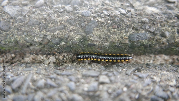 Obraz Small black caterpillars are on the ground on sunny days