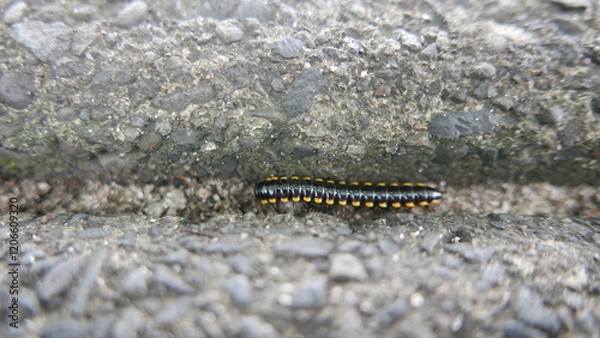 Obraz black caterpillars that are crawling and moving actively, can used for marketing concept