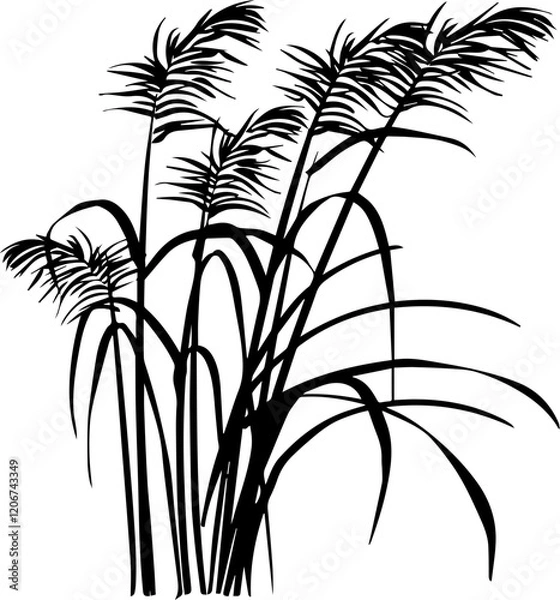 Fototapeta 갈대의 흑백 자연 일러스트 디자인