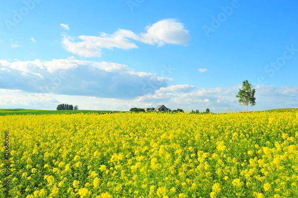 Obraz Yellow Flower Fields in Biei, Hokkaido, Japan