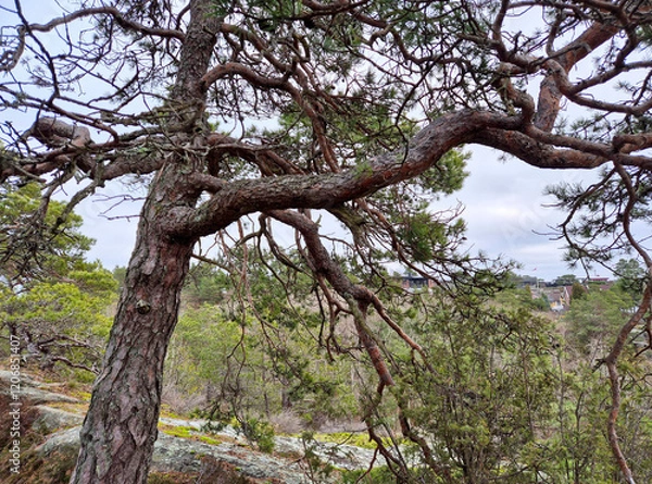 Fototapeta In the forest
