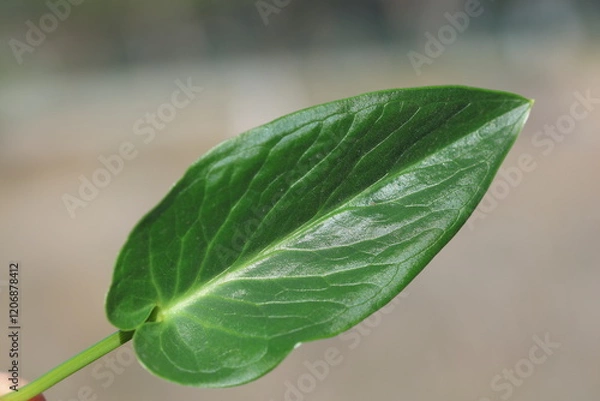 Fototapeta Close-up view of the leaf of an Arum dioscoridis (Spotted Arum) plant.