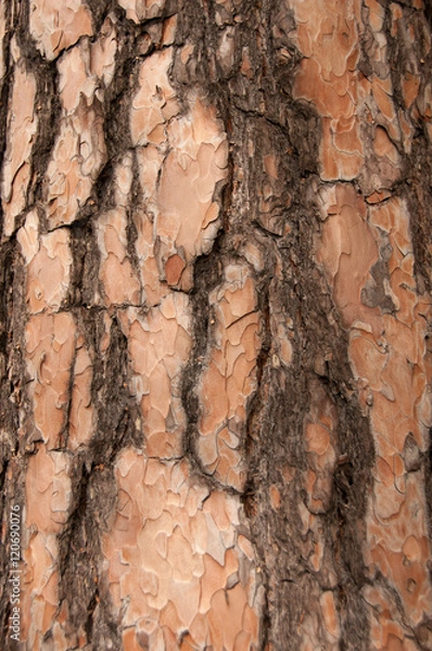 Obraz pine bark closeup