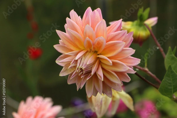 Obraz Aster, Dahlia, Lotus, card, background, texture, blur, drops