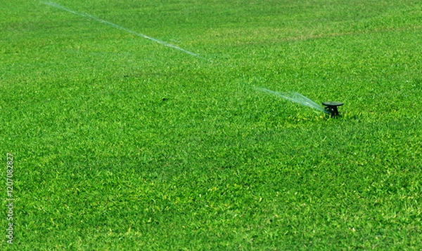 Fototapeta Green grass golf course background texture