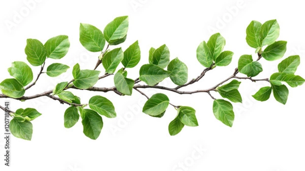 Fototapeta collection of bright green spring leaves isolated on white background