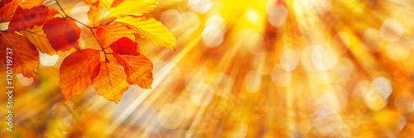 Obraz Liście bukowe jesienią