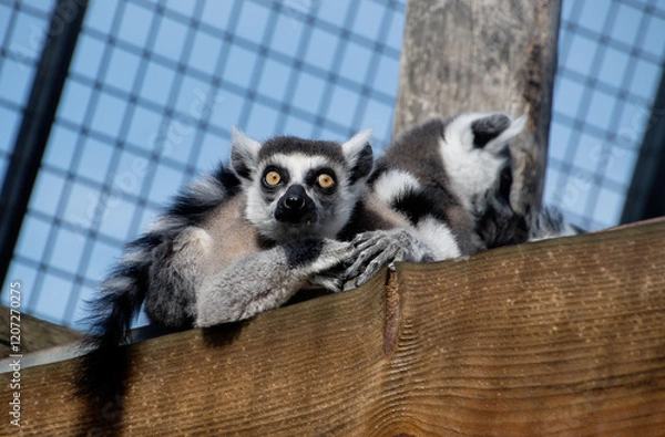 Fototapeta Lemurs resting together on a wooden surface in a zoo. The lemurs are captured in a relaxed group pose, showcasing their striped tails, expressive eyes, and soft fur. 