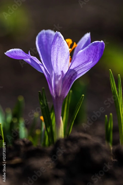 Fototapeta Spring nature, landscape. Bloom flower crocus or saffron. 
