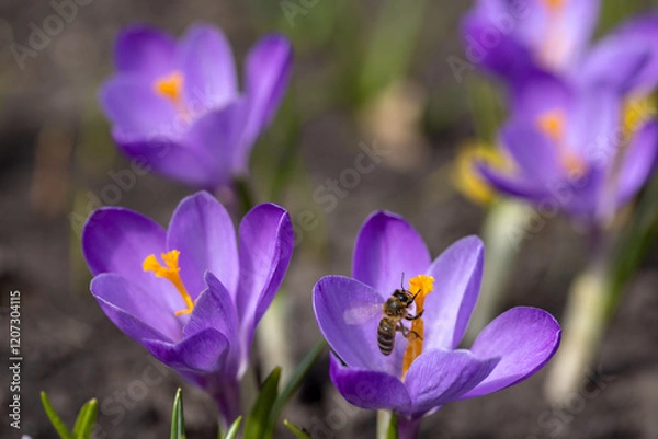 Fototapeta Spring nature, landscape. Bloom flower crocus or saffron. Bee on purple flower collects pollen.