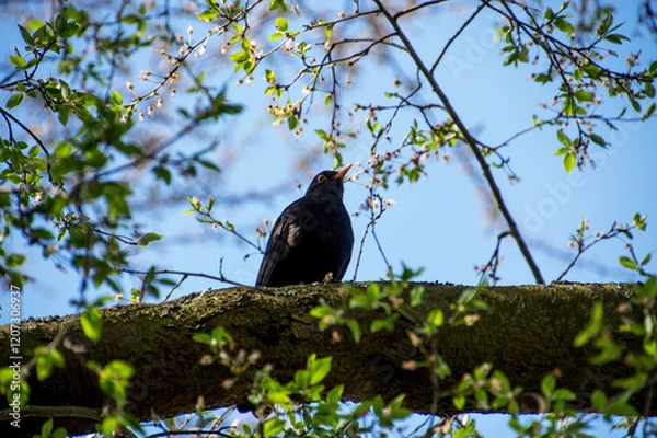 Fototapeta A spring photograph of a blackbird perched on a blooming tree branch. The image captures the essence of spring with fresh blooms, soft lighting, and a serene atmosphere. 