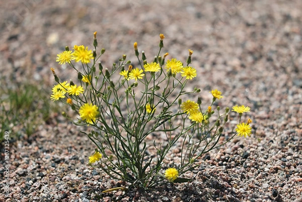 Fototapeta Narrowleaf Hawksbeard, Crepis tectorum, also known as Narrow-leaved hawk’s-beard or Wall hawk’s-beard, wild flowering plant from Finlnad