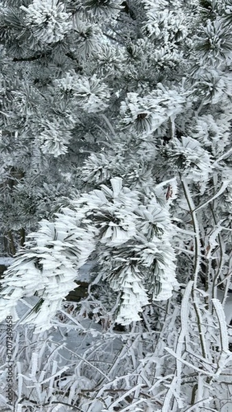 Fototapeta Snow-covered trees display winter's beauty in a serene landscape