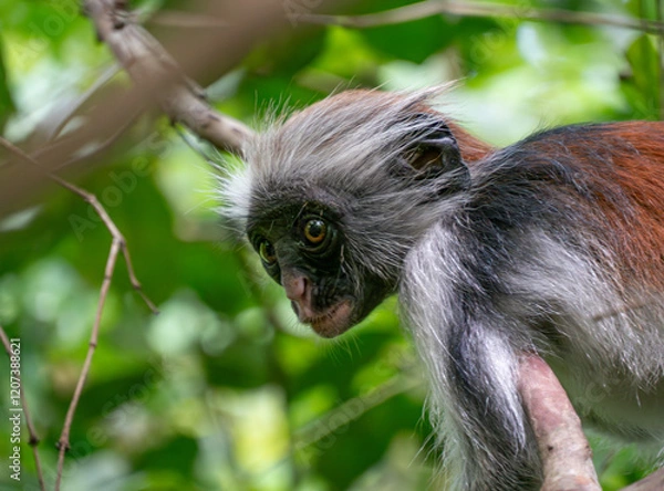 Fototapeta Zanzibar red colobus monkey in Jozani forest