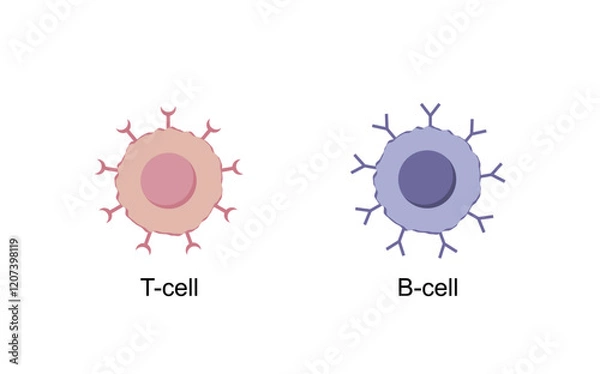 Fototapeta Cells of adaptive immune system. T cell and B cell. T- lymphocyte and B-lymphocyte. Vector illustration.	
