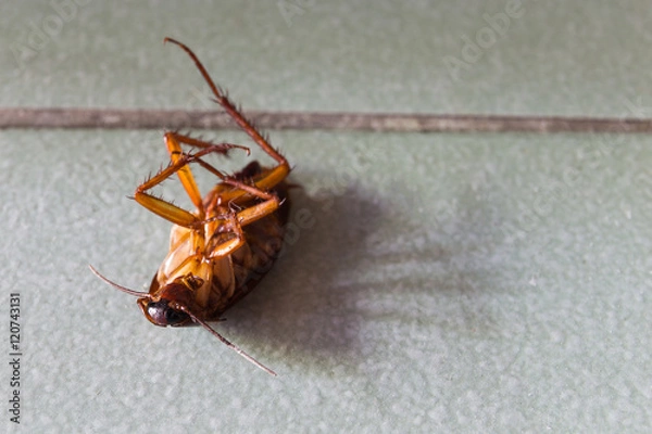 Obraz Dead cockroaches on floor.