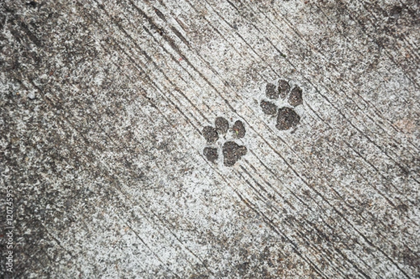 Obraz the footprint of dog on the concrete rough floor or ground