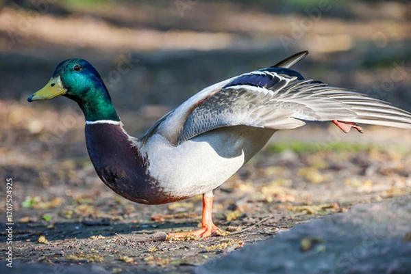 Obraz Eine männliche Stockente am Teich.