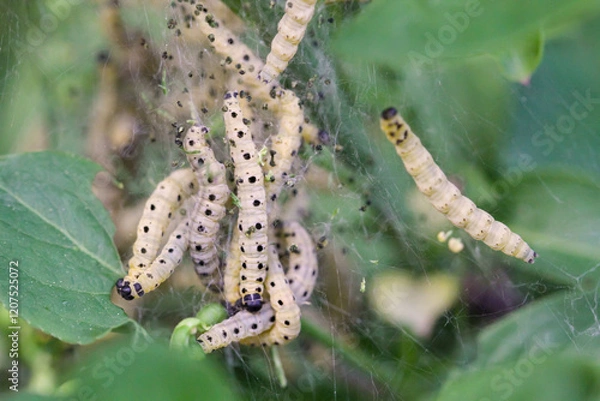 Fototapeta Viele Pfaffenhütchen Gespinstmotten in einem Gespinst an einem Strauch. 
