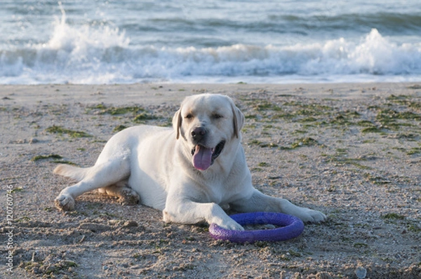 Obraz Лабрадор на пляже