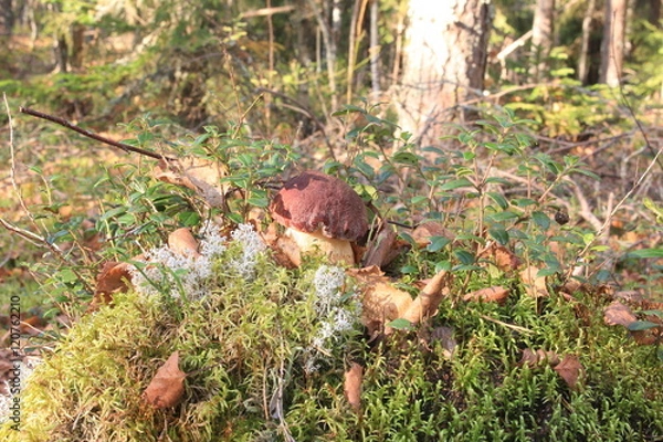 Fototapeta Боровик