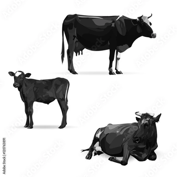 Obraz cow lying, vector