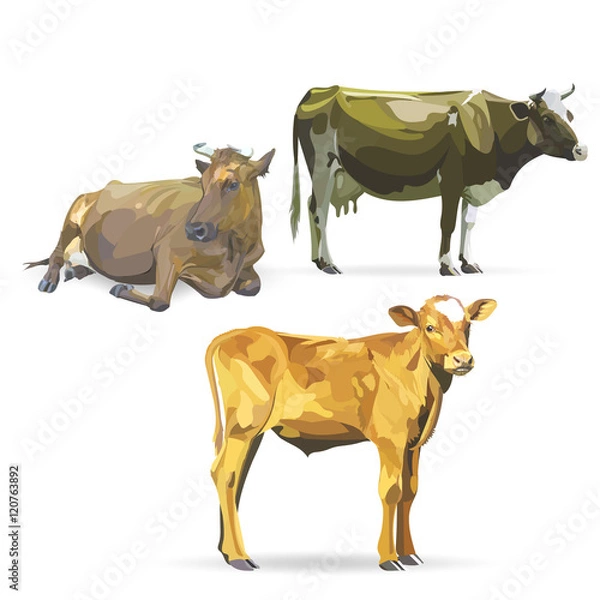 Obraz cow lying, vector