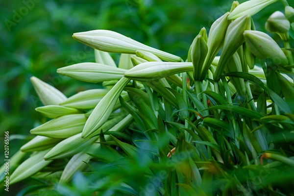 Obraz Lilium flowers