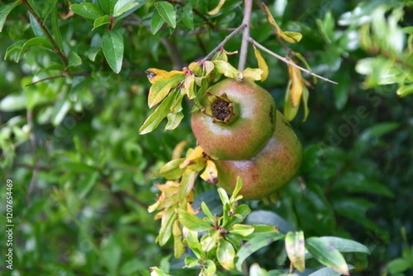Fototapeta Granatapfel