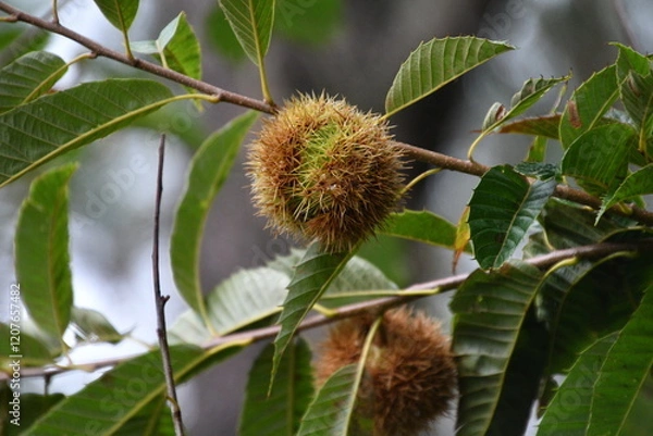 Fototapeta Kastanie