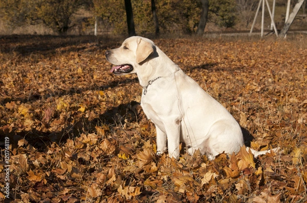 Obraz Лабрадор в листьях