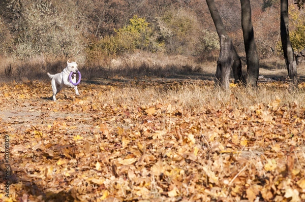 Obraz Лабрадор кобель