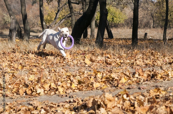 Obraz Ретривер