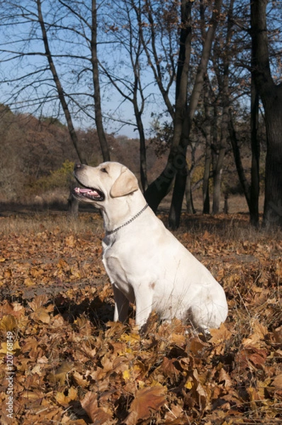 Obraz лабрадор ретривер