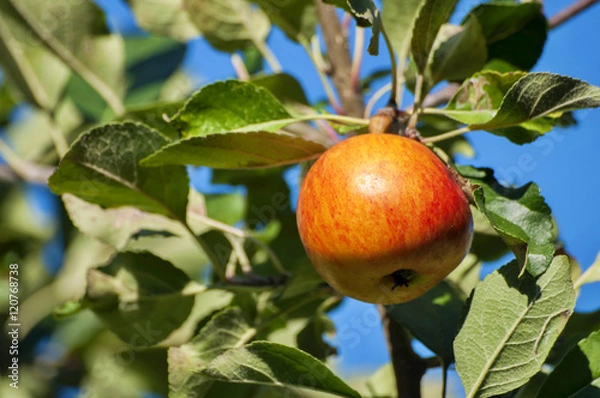 Fototapeta apples on tree