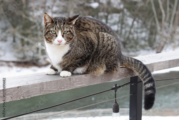 Fototapeta Tabby Cat Perched on a Wooden Railing in Winter