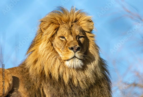 Obraz male lion