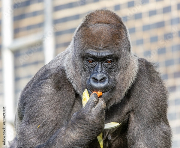 Obraz gorilla eating