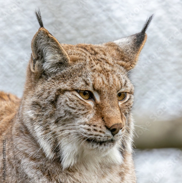 Obraz eurasian lynx